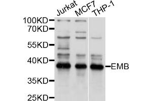 Western blot analysis of extracts of various cell lines, using EMB antibody (ABIN4903570) at 1:1000 dilution. (Embigin Antikörper)