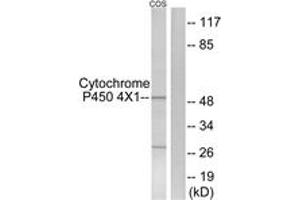 Western Blotting (WB) image for anti-Cytochrome P450, Family 4, Subfamily X, Polypeptide 1 (CYP4X1) (AA 251-300) antibody (ABIN2889955) (CYP4X1 Antikörper  (AA 251-300))