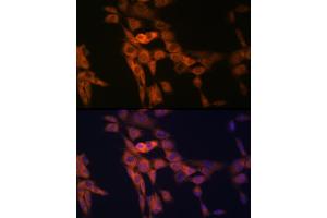 Immunofluorescence analysis of NIH-3T3 cells using TWEAKR/Fn14/CD266 Rabbit mAb (ABIN7271064) at dilution of 1:100 (40x lens). (TNFRSF12A Antikörper)