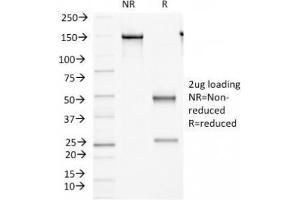 SDS-PAGE Analysis of Purified, BSA-Free FAT2 Antibody (clone 8C5).