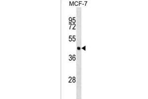 EIF4A3 Antibody (C-term) (ABIN1537085 and ABIN2838327) western blot analysis in MCF-7 cell line lysates (35 μg/lane). (EIF4A3 Antikörper  (C-Term))