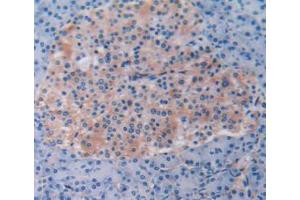 IHC-P analysis of Human Pancreas Tissue, with DAB staining. (Beclin 1 Antikörper  (AA 1-273))