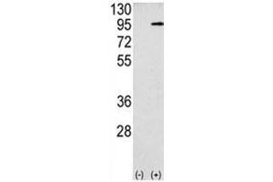 Western Blotting (WB) image for anti-Amyloid beta (A4) Precursor Protein (APP) (AA 29-61) antibody (ABIN3029929)