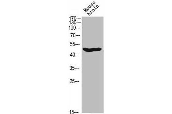 ARMCX1 Antikörper  (N-Term)