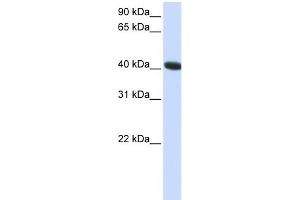 WB Suggested Anti-C1orf159 Antibody Titration:  0. (C1orf159 Antikörper  (C-Term))