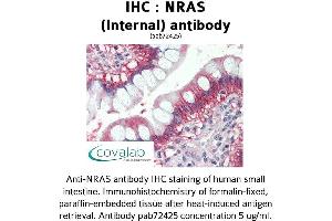 Image no. 1 for anti-GTPase NRas (NRAS) (Internal Region) antibody (ABIN1737523) (GTPase NRas Antikörper  (Internal Region))