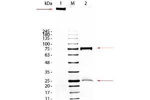 SDS-Page of Guinea Pig IgM Whole Molecule.