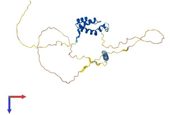 TGIF1 Protein (AA 1-272) (His tag)