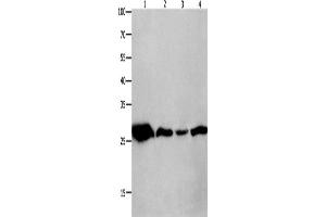 Western Blotting (WB) image for anti-14-3-3 theta (YWHAQ) antibody (ABIN2426259) (14-3-3 theta Antikörper)