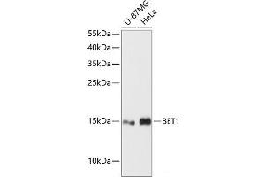Western blot analysis of extracts of various cell lines using BET1 Polyclonal Antibody at dilution of 1:3000. (BET1 Antikörper)