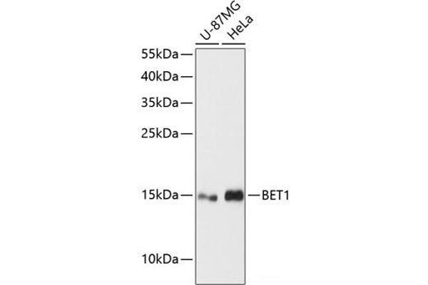 BET1 anticorps