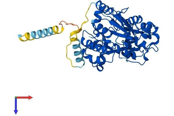 GCNT2 Protein (AA 1-401) (His tag)
