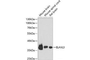Western blot analysis of extracts of various cell lines using ELAVL3 Polyclonal Antibody at dilution of 1:1000.