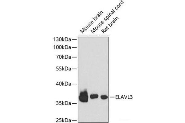 HuC/ELAVL3 antibody