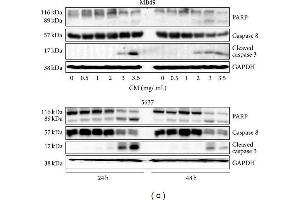 Western Blotting (WB) image for anti-Glyceraldehyde-3-Phosphate Dehydrogenase (GAPDH) antibody (ABIN2857072)