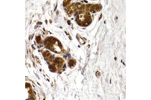 Immunohistochemistry of paraffin-embedded human normal breast using CTSS antibody at dilution of 1:200 (400x lens). (Cathepsin S Antikörper)