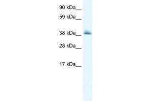 WB Suggested Anti-KCTD13 Antibody Titration:  0. (KCTD13 Antikörper  (N-Term))