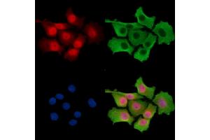 ABIN7096477 and ABIN7100541 staining HepG2 cells by IF/ICC. (UBE3C Antikörper)
