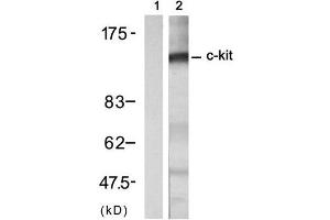 Western blot analysis of extract from A431 cell treated with EGF (200ng/ml, 30min), using c-Kit (Ab-721) Antibody (E021232, Lane 1 and 2). (KIT Antikörper)