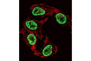 Fluorescent confocal image of HepG2 cell stained with ARGFX Antibody (Center) (ABIN1537723 and ABIN2849257). (ARGFX Antikörper  (AA 103-132))