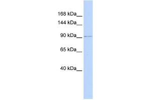 WB Suggested Anti-NDST3 Antibody Titration:  0. (NDST3 Antikörper  (N-Term))