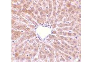 Immunohistochemistry of TIP47 in rat liver tissue with this product at 10 μg/ml.