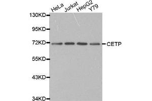 Western blot analysis of extracts of various cell lines, using CETP antibody. (CETP Antikörper  (AA 300-493))