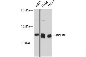 Western blot analysis of extracts of various cell lines, using RPL38 antibody (ABIN6133114, ABIN6147143, ABIN6147144 and ABIN6215604) at 1:3000 dilution. (RPL38 Antikörper  (AA 1-70))
