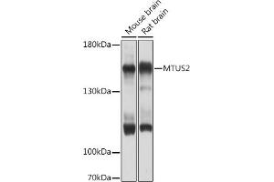 Western blot analysis of extracts of various cell lines, using MTUS2 Rabbit pAb (ABIN7268536) at 1:1000 dilution. (CAZIP Antikörper  (AA 49-348))