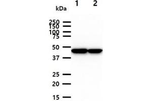 The cell lysates (40ug) were resolved by SDS-PAGE, transferred to PVDF membrane and probed with anti-human CKMT1A antibody (1:1000).