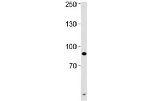 UHRF1 antibody western blot analysis of HeLa lysate.