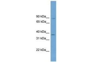 Image no. 1 for anti-General Transcription Factor IIA, 1, 19/37kDa (GTF2A1) (AA 215-264) antibody (ABIN6745239) (GTF2A1 Antikörper  (AA 215-264))