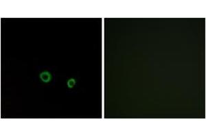 Immunofluorescence (IF) image for anti-Taste Receptor, Type 2, Member 10 (TAS2R10) (AA 122-171) antibody (ABIN2891089) (TAS2R10 Antikörper  (AA 122-171))