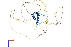 HOXA2 Protein (AA 1-376) (His tag)