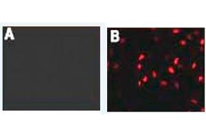 Immunofluorescence (IF) image for anti-HA-Tag antibody (ABIN1107475) (HA-Tag Antikörper)