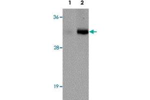 Western blot analysis of VENTX in mouse brain tissue lysate with VENTX polyclonal antibody  at (1) 1 and (2) 2 ug/mL. (VENTX Antikörper  (Internal Region))