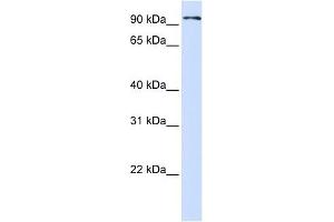 PCDHB13 antibody used at 1 ug/ml to detect target protein. (PCDHB13 Antikörper  (Middle Region))