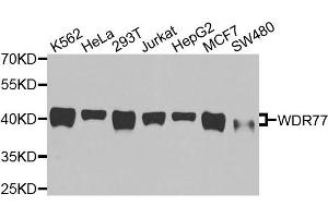 Western blot analysis of extracts of various cells, using WDR77 antibody. (WDR77 Antikörper)