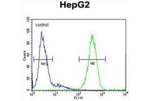 Flow cytometric analysis of HepG2 cells (right histogram) compared to a negative control cell (left histogram) using  SOHLH1 / TEB2  Antibody (N-term), followed by FITC-conjugated goat-anti-rabbit secondary antibodies. (SOHLH1 Antikörper  (N-Term))