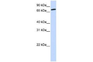 COG4 antibody used at 1 ug/ml to detect target protein. (COG4 Antikörper  (Middle Region))