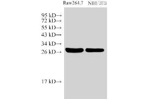 Western Blot analysis of 1)Raw264. (Galectin 3 Antikörper)