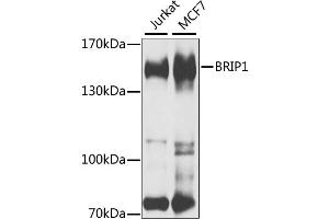 Western blot analysis of extracts of various cell lines, using BRIP1 antibody.