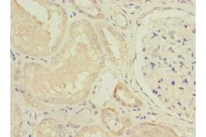 Immunohistochemistry of paraffin-embedded human kidney tissue using ABIN7160945 at dilution of 1:100 (NDUFV1 Antikörper  (AA 1-250))