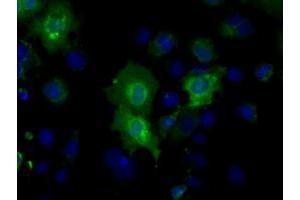 Anti-BSG mouse monoclonal antibody (ABIN2452820) immunofluorescent staining of COS7 cells transiently transfected by pCMV6-ENTRY BSG (RC219464). (CD147 Antikörper)