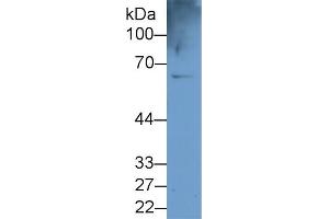 Detection of CES1 in U937 cell lysate using Polyclonal Antibody to Carboxylesterase 1 (CES1)
