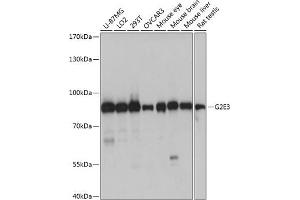 Western blot analysis of extracts of various cell lines, using G2E3 antibody (ABIN7267322) at 1:1000 dilution. (G2E3 Antikörper  (AA 1-180))