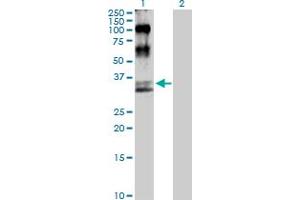 Western Blot analysis of MAP2K6 expression in transfected 293T cell line by MAP2K6 MaxPab polyclonal antibody. (MAP2K6 Antikörper  (AA 1-334))