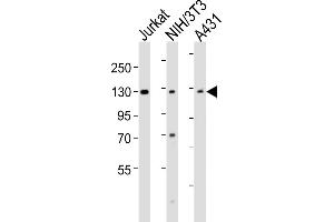 Western Blotting (WB) image for anti-Heterogeneous Nuclear Ribonucleoprotein U (Scaffold Attachment Factor A) (HNRNPU) (AA 766-800), (C-Term) antibody (ABIN6243746)