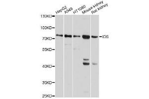 Western blot analysis of extracts of various cell lines, using IDS antibody. (IDS Antikörper  (AA 34-290))