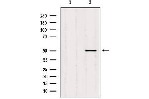 Western blot analysis of extracts from hela, using SQRDL antibody. (SQRDL Antikörper)